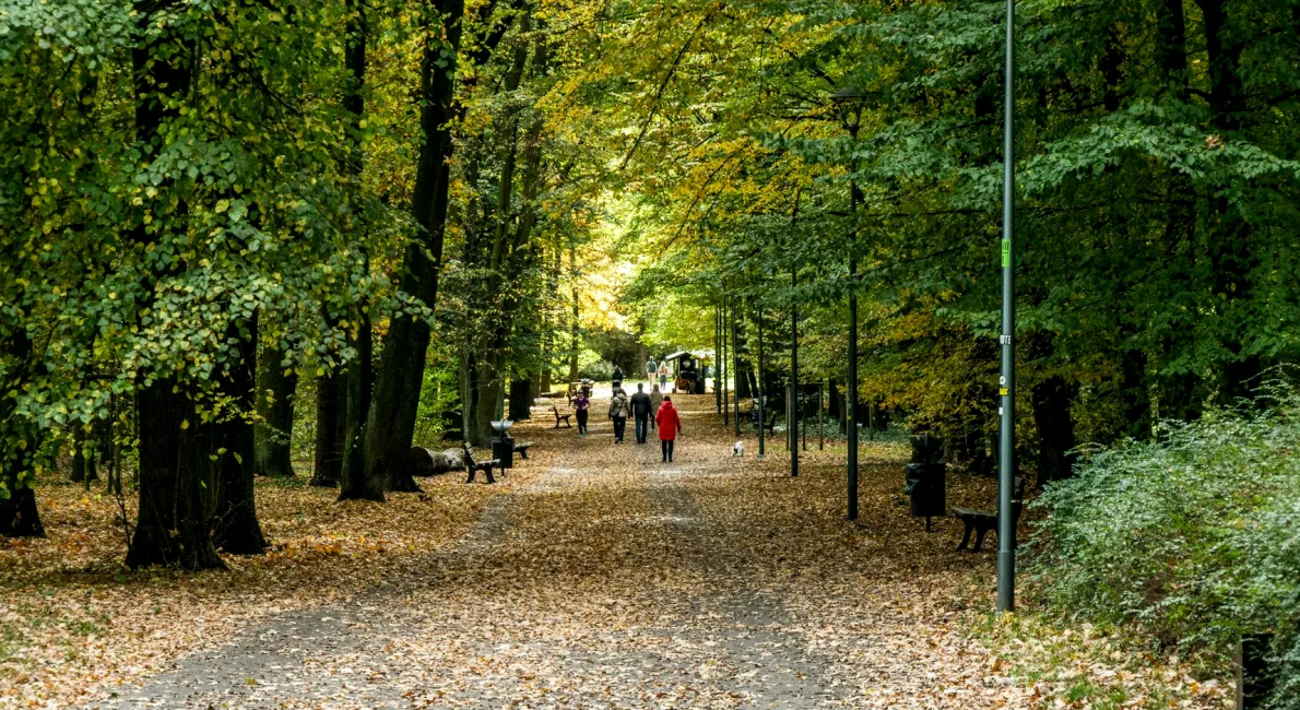 Photo Walks Through Mid Autumn: Light, Layers and Late Afternoons